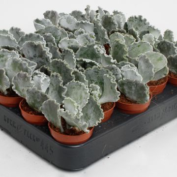 Cotyledon undulata