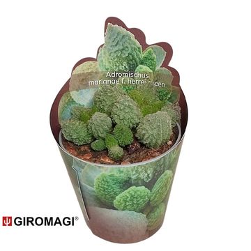 Adromischus marianae herrei