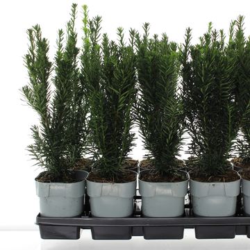 Taxus x media 'Hillii'