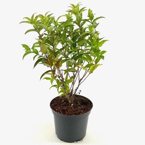 Diervilla sessilifolia 'Butterfly'