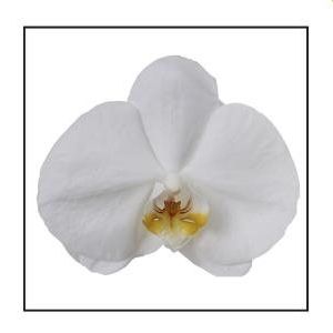Phalaenopsis ANTHURA CAMBRIDGE (Ter Laak Orchids Midiflora)