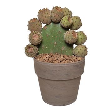 Opuntia tomentosa
