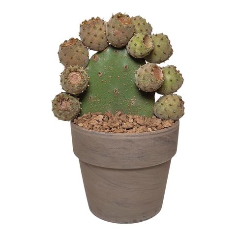 Opuntia tomentosa