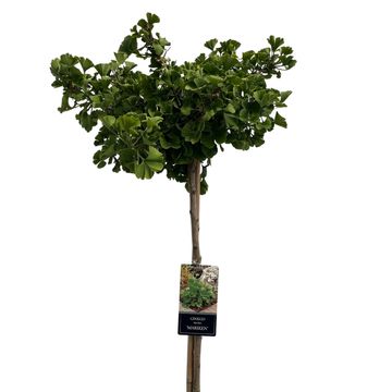 Ginkgo biloba 'Mariken'