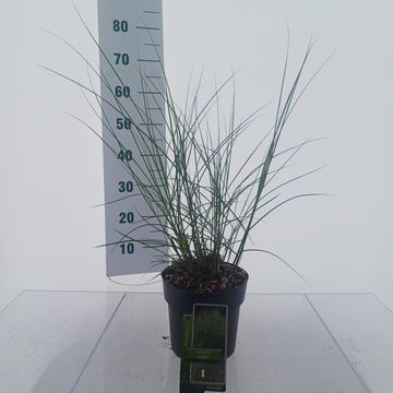 Miscanthus sinensis 'Adagio'