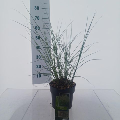 Miscanthus sinensis 'Adagio'