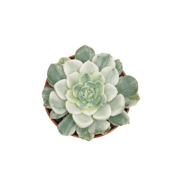 Echeveria minima 'Variegata'