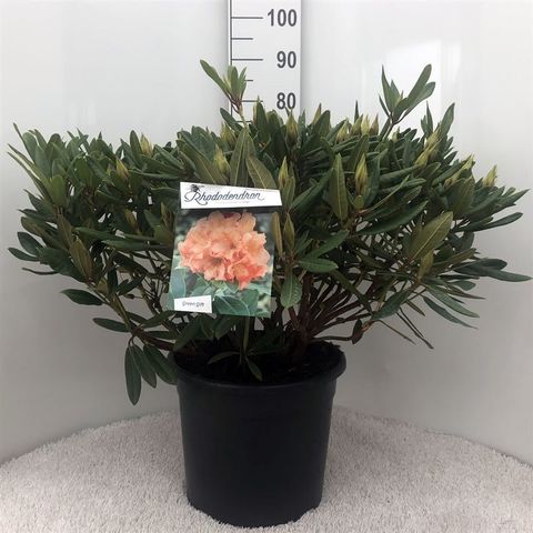 Rhododendron 'Tortoiseshell Orange'