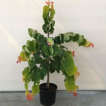 Cercis canadensis THE RISING SUN