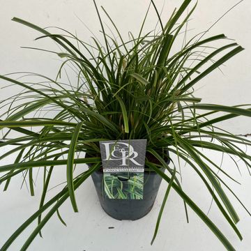 Carex oshimensis EVERCOLOR EVERLIME