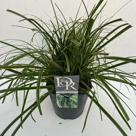 Carex oshimensis EVERCOLOR EVERLIME