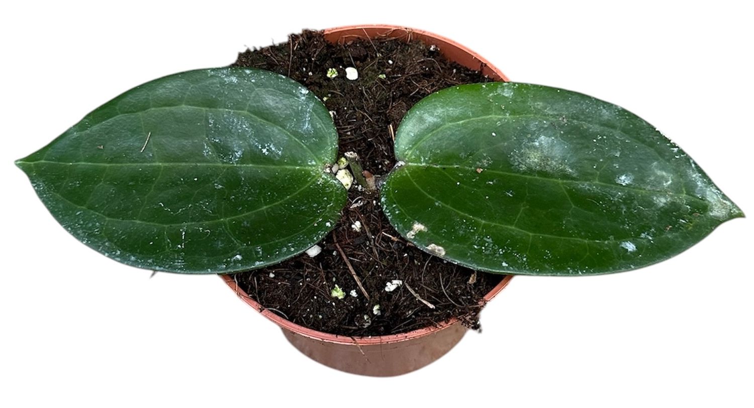 1025＊Hoya ＊ホヤ ＊diversifolia ＊グリーンオングリーン 1025＊Hoya