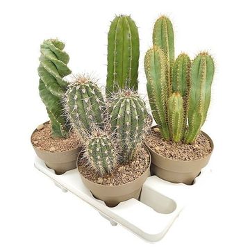 Cactos MIX