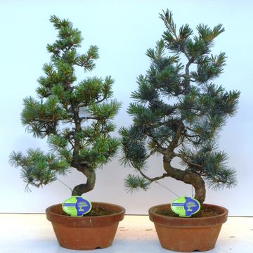 Pinus parviflora pentaphylla