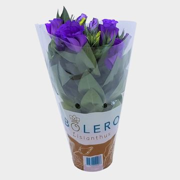 Eustoma grandiflorum 'Bolero Deep Blue'