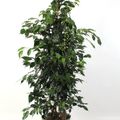 Ficus benjamina 'Midnight Lady'