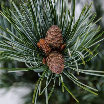 Pinus parviflora 'Glauca'