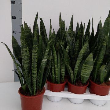 Sansevieria trifasciata 'Black Coral'
