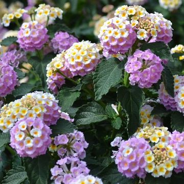 Lantana camara