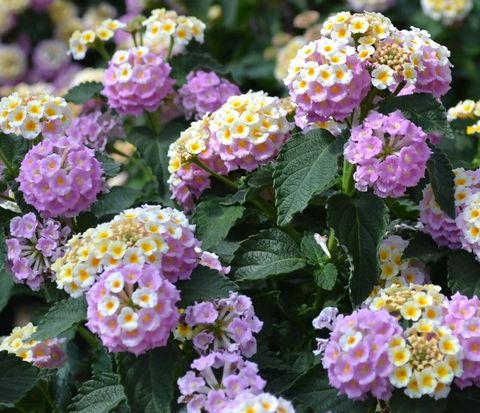 Lantana camara