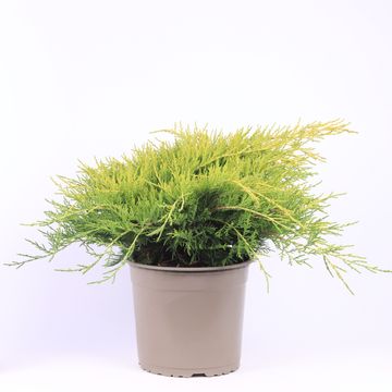 Juniperus x pfitzeriana 'Gold Coast'
