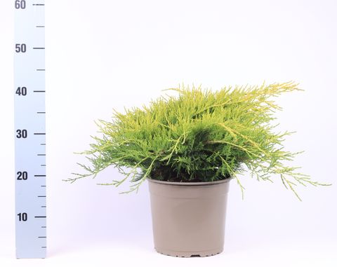 Juniperus x pfitzeriana 'Gold Coast'