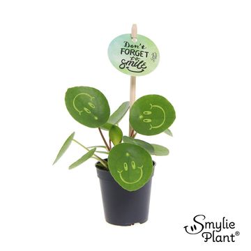Pilea peperomioides