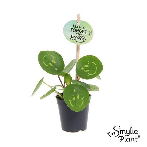 Pilea peperomioides