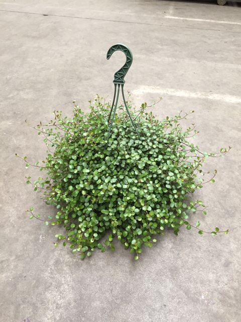 Muehlenbeckia complexa