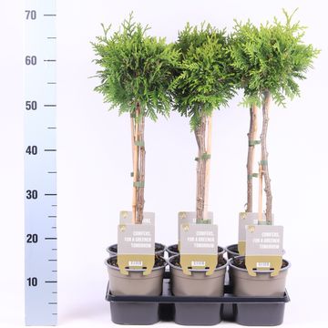 Thuja occidentalis 'Brabant'