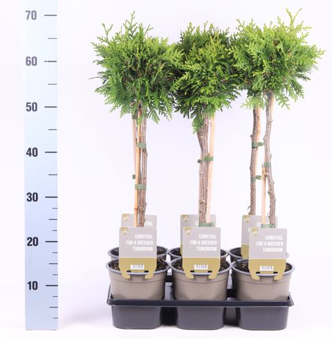 Thuja occidentalis 'Brabant'