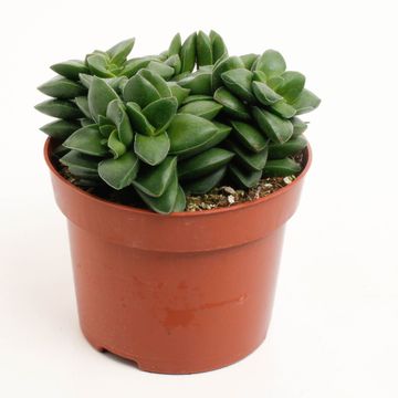 Crassula 'Springtime'