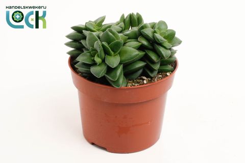 Crassula 'Springtime'
