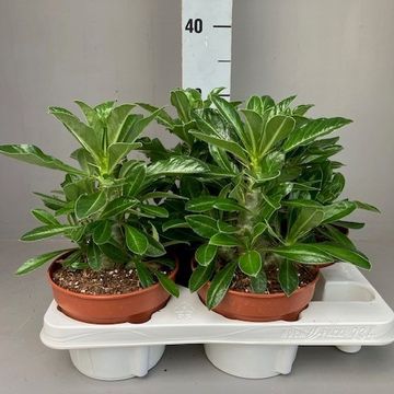 Pachypodium saundersii