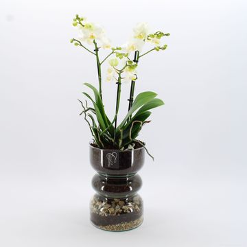 Arrangement Phalaenopsis