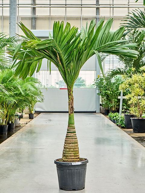 Areca catechu