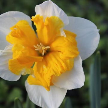 Narcissus 'Orangery'