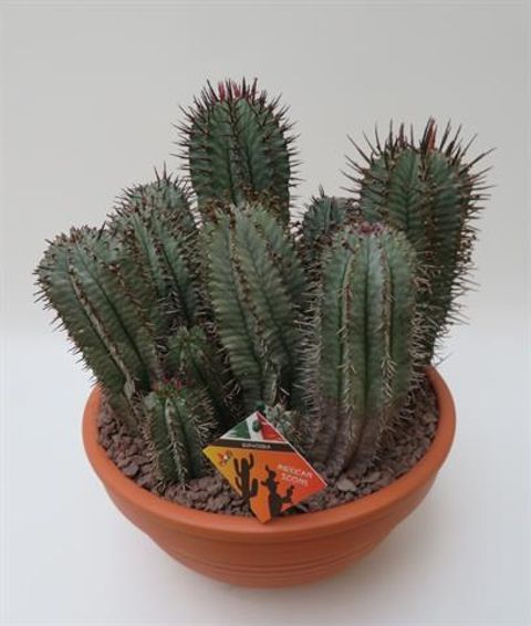 Euphorbia horrida noorsveldensis