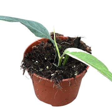 Epipremnum pinnatum 'Ghostie'