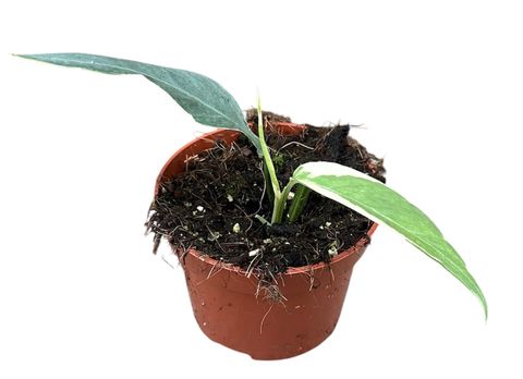 Epipremnum pinnatum 'Ghostie'