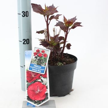 Hibiscus moscheutos CAROUSEL GEANT RED