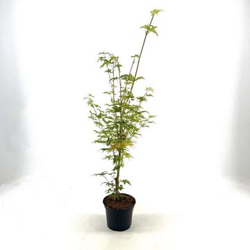 Acer palmatum 'Sangokaku'