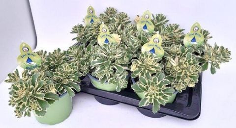 Sedum takesimense ATLANTIS