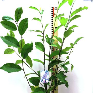 Magnolia x soulangeana