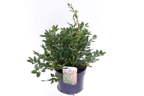 Sanguisorba 'Proud Mary'