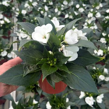 Impatiens SUNPATIENS COMPACT WHITE