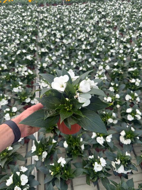 Impatiens SUNPATIENS COMPACT WHITE