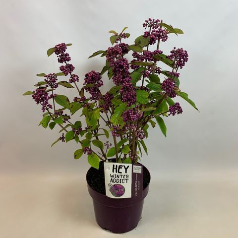 Callicarpa bodinieri 'Profusion'