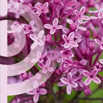 Syringa BLOOMERANG PINK PERFUME