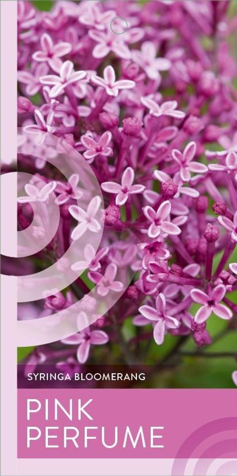 Syringa BLOOMERANG PINK PERFUME